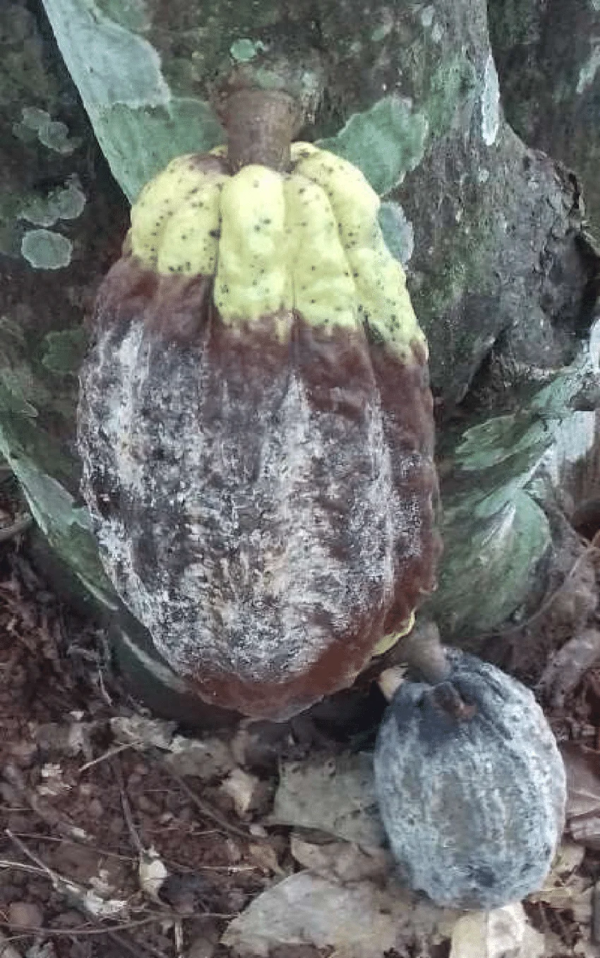 Feuille de cacaoyer atteinte de pourriture brune (Phytophthora)
