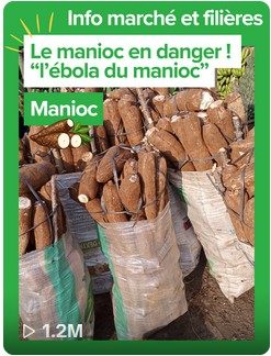 Manioc — filière vivrière ouest-africaine