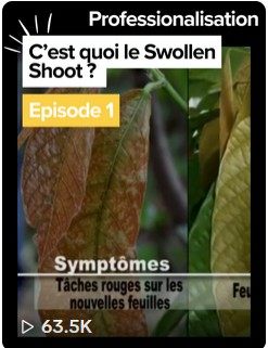 Swollen shoot du cacaoyer — alerte phytosanitaire